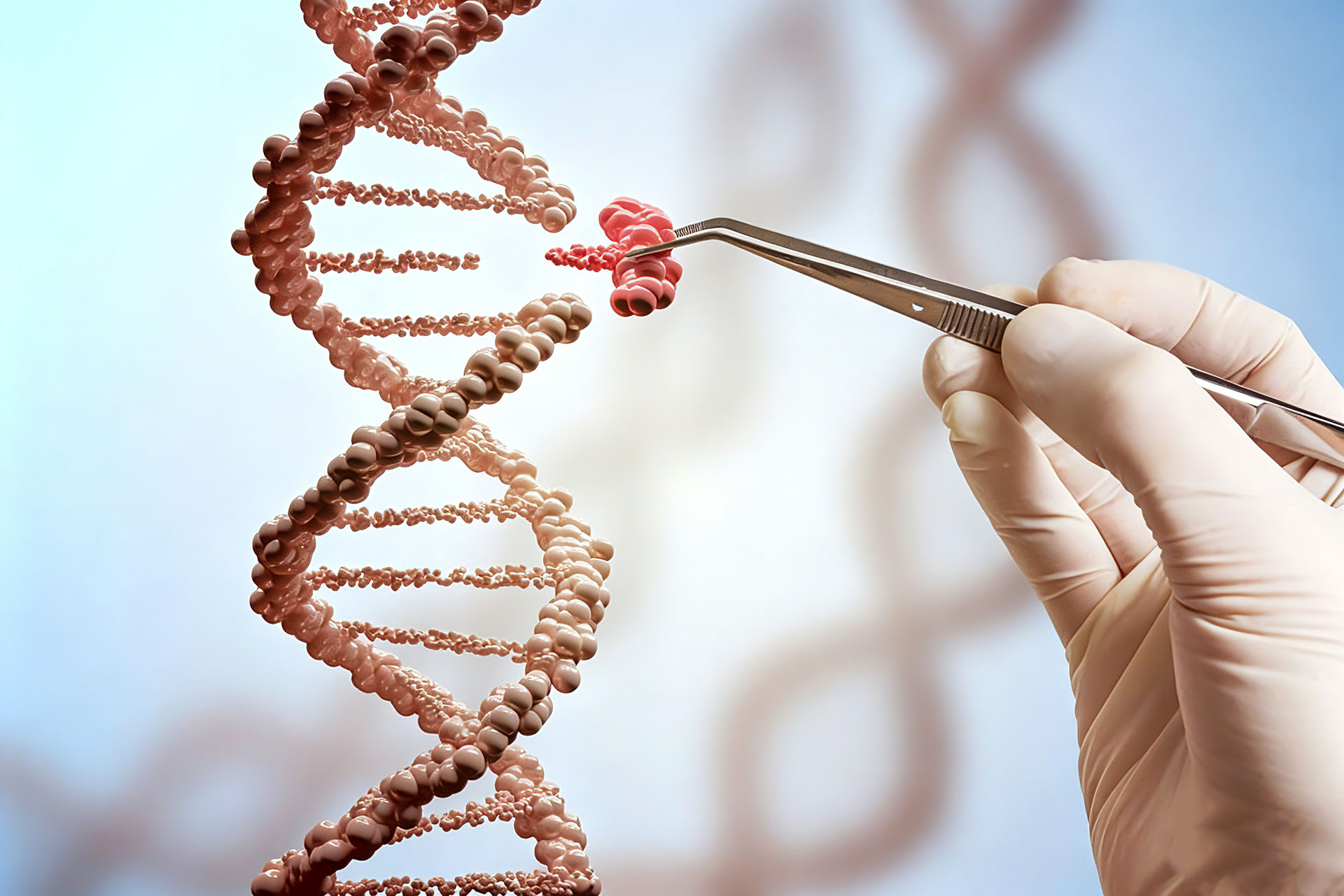 V3 Biotech 金黄地鼠定制模型